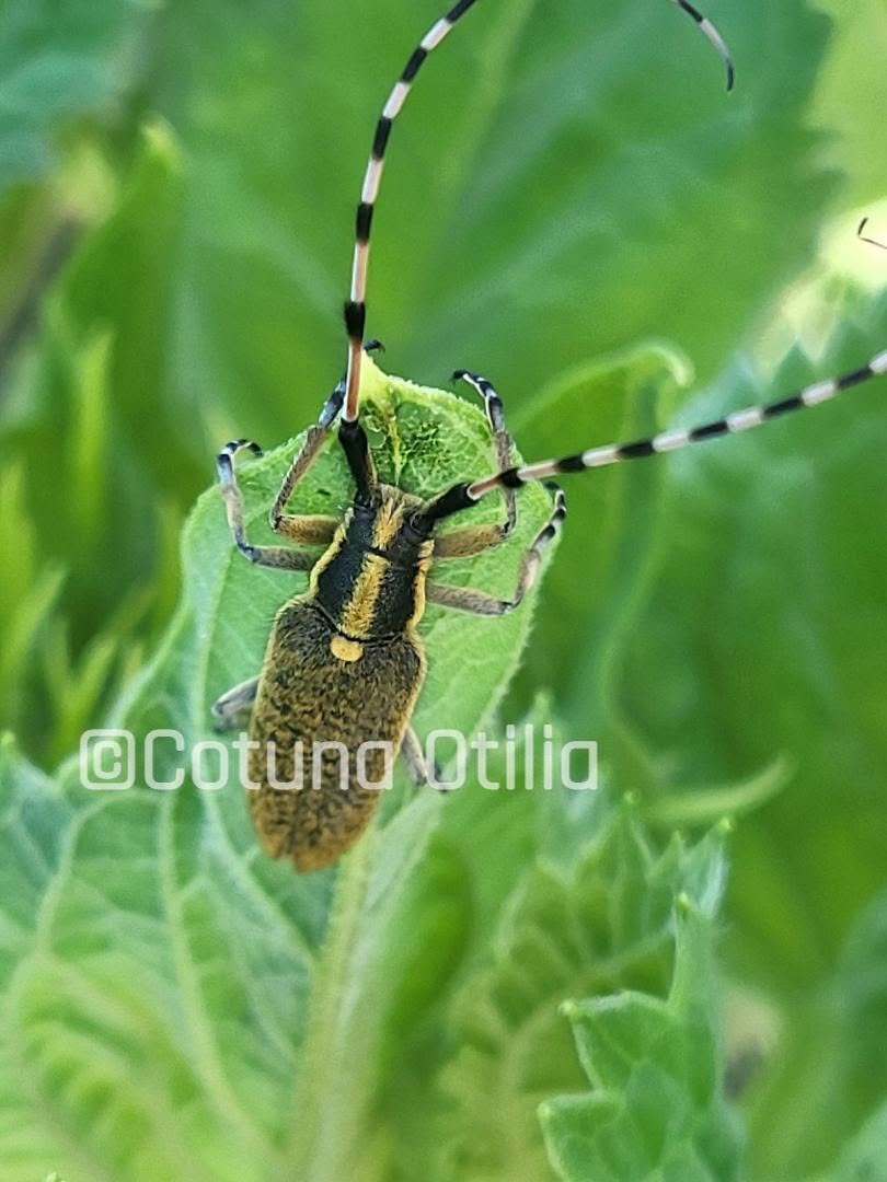 Agapanthia dahli pe floarea soarelui la data de 05.06.2026