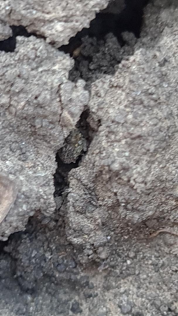 C. pallidactylus ascuns în crăpăturile din sol