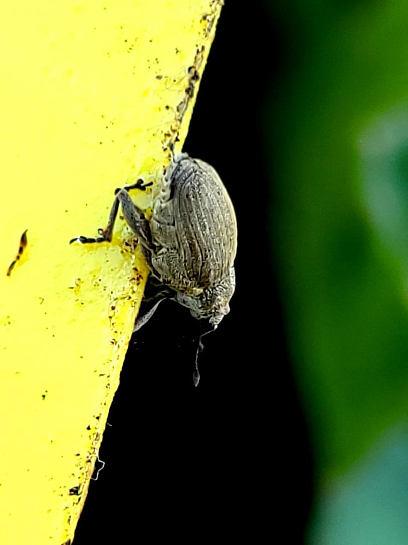 Ceutorhynchus napi la 3 martie .2026