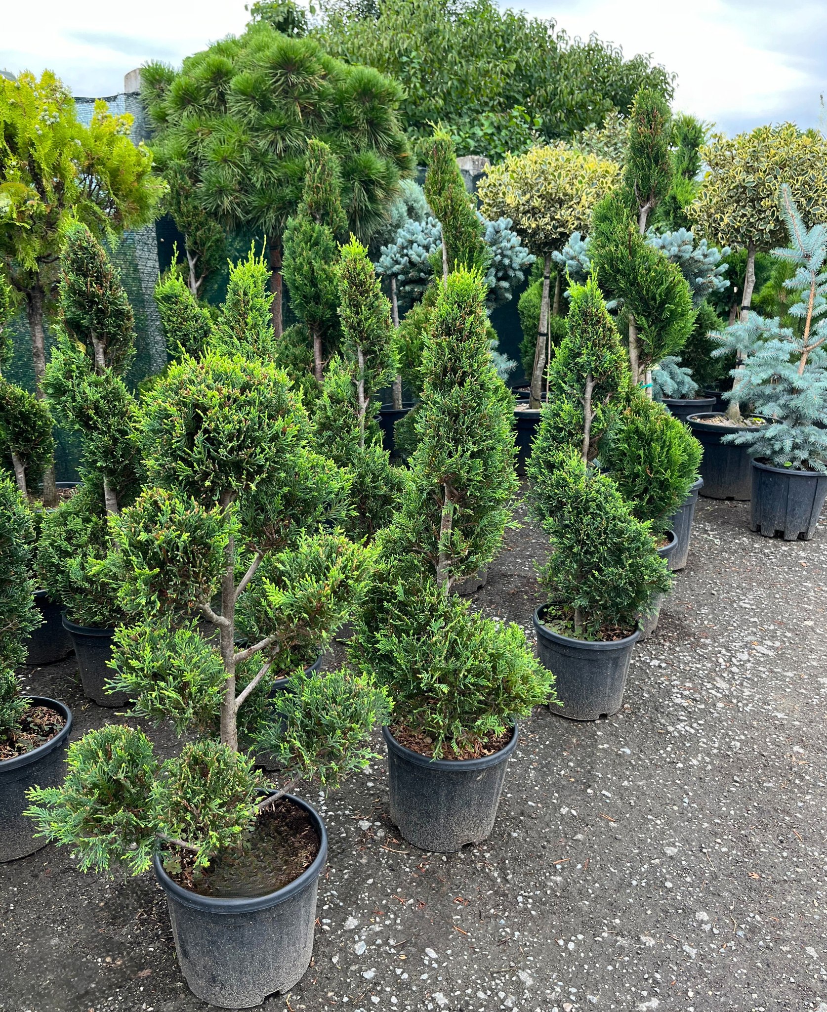 horti 269 pepiniera sosa 5