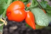 Peste 2.000 de legumicultori au primit circa șase milioane de euro prin programul de susținere a producției de tomate cultivate în spații protejate
