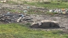 O altă veste proastă: a doua cea mai mare fermă de creștere a porcilor din Europa, suspectă de contaminarea cu pestă porcină africană. De vină ar fi apa din Dunăre!