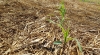 Culturile de toamnă și de primăvară, în pericol din cauza secetei