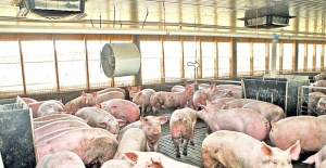 IDSA confirmă: mai mulți porci din Cărpiniștea au pestă