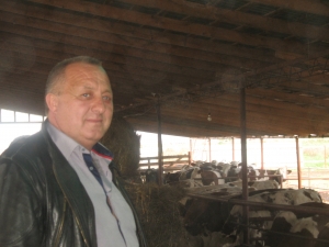 Vaca de lapte, mineritul zootehniei românești