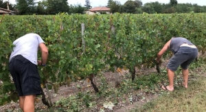 Zona viticolă Dealu Mare, cea mai afectată de căderile de grindină