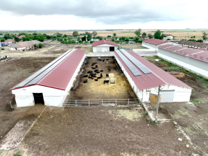 Angus Farm Banat, de la fermă direct în farfurie