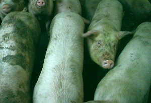 Doar cinci lei kilogramul de porc în viu. AFISS spune că fermierii mici și mijlocii sunt în pierdere, în condițiile în care costul de producție variază între 5,9 și 6,2 lei pe kilogram
