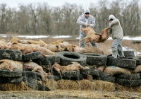 ANSVSA anunță cuantumul primelor plăți compensatorii efectuate către crescătorii de porci afectați de pierderea animalelor în acțiunile de lichidare rapidă a focarelor de PPA