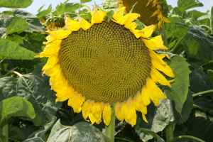 Floarea-soarelui, un un rol cheie în sistemul de farm management integrat