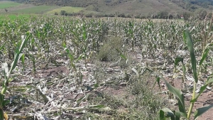 2018: Aproape jumătate din suprafața agricolă, declarată calamitată de fermierii gălățeni