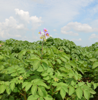 Provocările continuă pentru cultivatorii de cartof