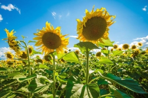 2018: Producția de floarea-soarelui a crescut
