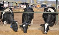 Mineralele și oligoelementele, o necesitate pentru animale și păsări