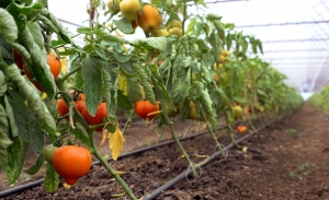 Peste 3.600 de legumicultori din Olt și din Buzău, înscriși în programul „Tomate în spații protejate”, 2018