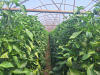 Controlul eficient al dăunătorilor, esențial pentru stabilitatea producției de legume