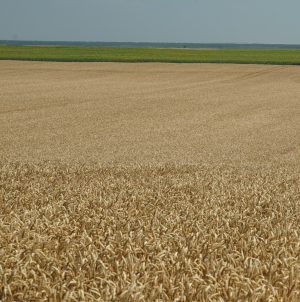 Îmbunătățirea calității și valorii nutriționale a culturilor agricole cu produse biologice inovatoare