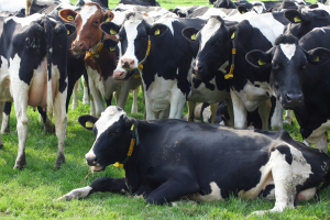 Ajutor de stat pentru crescătorii de vaci de lapte, 73 euro/cap de animal