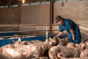 Securitatea alimentară a României, în pericol! Fermierii cer bugetarea programului de susținere a porcului românesc