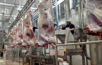 A crescut numărul de bovine abatorizate