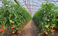 Tutavir, insecticidul biologic autorizat pentru combaterea dăunătorului Tuta absoluta