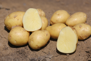 S-a aprobat subvenția de 200 euro pe hectarul de cartofi
