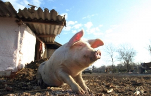 Pestă porcină africană în Teasc