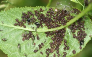 Lista cu pesticide recomandate de ANF în tratamentul semințoaselor și sâmburoaselor. Sunt vizate larvele hibernante ale păduchelui din San Jose, ouăle hibernante de afide, psylidae și acarienii