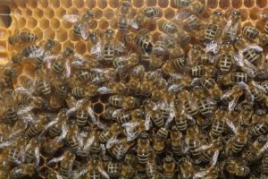 Intervenţiile aferente sectorului apicol 2023. APIA primește Cereri de plată până pe 4 august