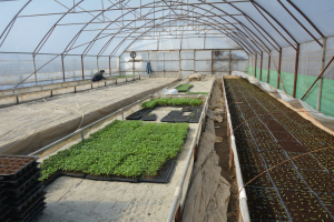 Crește subvenția pentru cultivatorii de legume în spații protejate