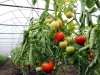 S-a modificat HG 39/2017! Producătorii de roșii pot valorifica producția până pe 20 decembrie 2017. Se confirmă spusele lui Petre Daea că vom avea tomate românești de Crăciun