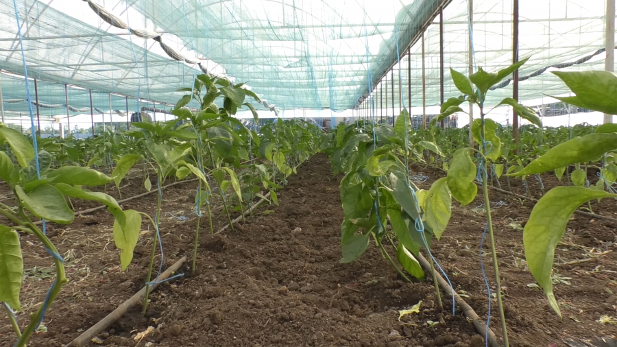 4.000 euro/cultură pentru producătorii de legume în spații protejate