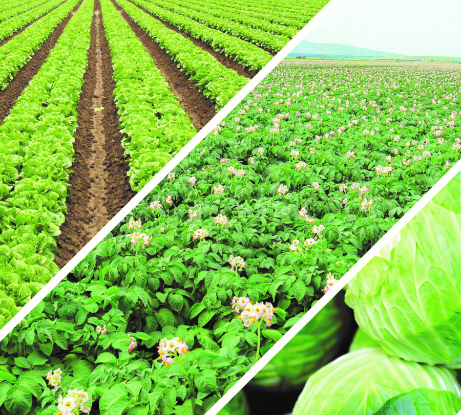 Combaterea afidelor din culturile de cartof și diminuarea transmiterii virusurilor