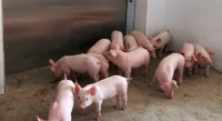 Gospodărie pusă sub restricţie sanitar-veterinară temporară! Pesta este de vină!