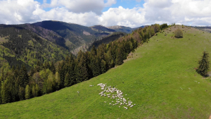 Semnale de alarmă trase de Uniunea Oierilor