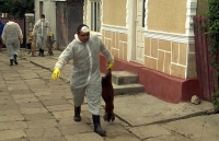 Autoritățile anunță: nu mai cumpărați porci necrotaliați. Pestă confimată în Timiș și Arad