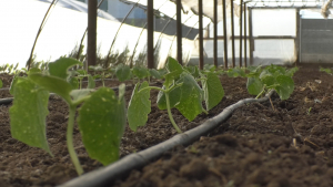 Programul de susținere a producției de legume în spații protejate pentru 2022 necesită îmbunătățiri. Propunerile producătorilor