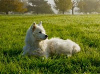 Câinele - gazdă de paraziţi care se transmit la om şi animale