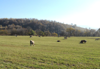 Ghidurile pentru schemele de ajutor de stat destinate crescătorilor de bovine și suine, publicate