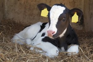 BASF lansează un produs care reduce perioada balanței energetice negative la vacile de lapte