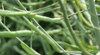 UE28: Starea de vegetație a culturii de rapiță, „neuniformă” la nivelul țărilor membre. Pierderile de peste iarnă, limitate