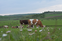 Adeverințe APIA pentru sectorul zootehnic, Campania 2026
