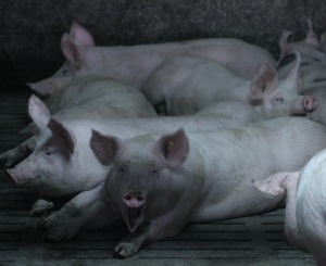 Filiera porcului românesc, în pericol! Crescătorii de porci cer autorităților măsuri urgente