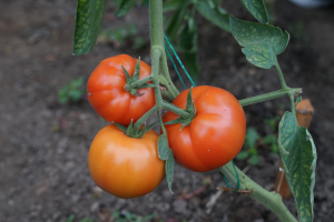 Programul „Tomata”: Termene prelungite. 1 iulie pentru valorificarea producției și 30 august pentru depunerea documentelor