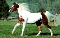 Parafilarioza cabalinelor (dermatoragia parazitară)