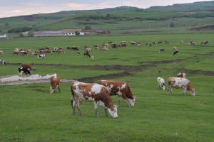Măsuri de sprijin pentru crescătorii de bovine, în 2023
