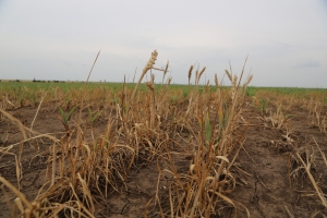 14.456 de fermieri au solicitat despăgubirile pentru secetă. Termenul limită de depunere a cererilor – 15 septembrie