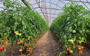 Programul Tomata: Suplimentare de fonduri pentru plata cultivatorilor