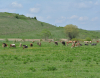 De la 1 septembrie, crescătorii de bovine și suine vor putea solicita ajutorul de stat