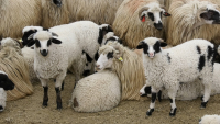 Uniunea Oierilor susține protestul fermierilor și solicită reluarea de urgentă a exporturilor de ovine